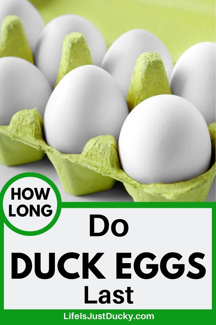 Duck Eggs