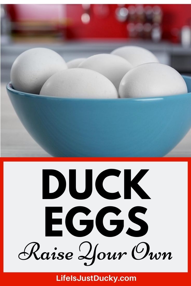Duck Eggs