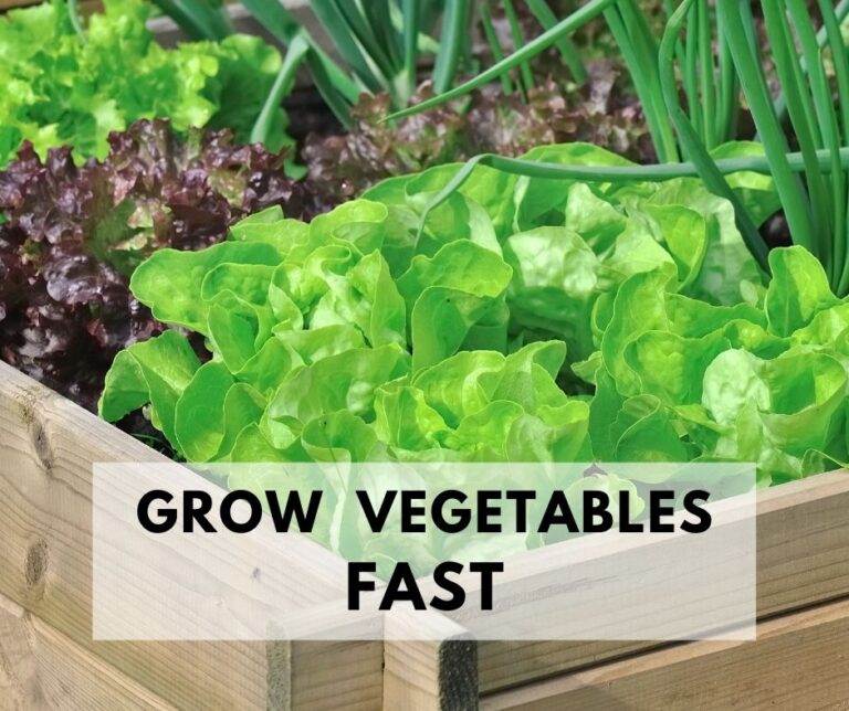 Fastest Growing Vegetables