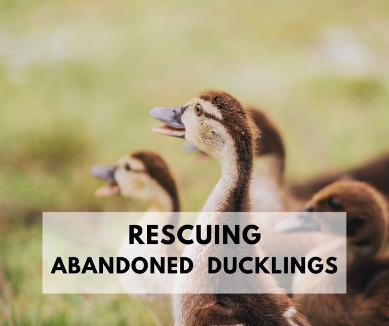 Found A Baby Duck.