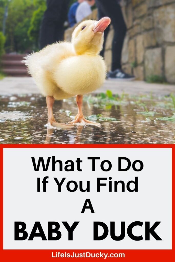 Found A Baby Duck.