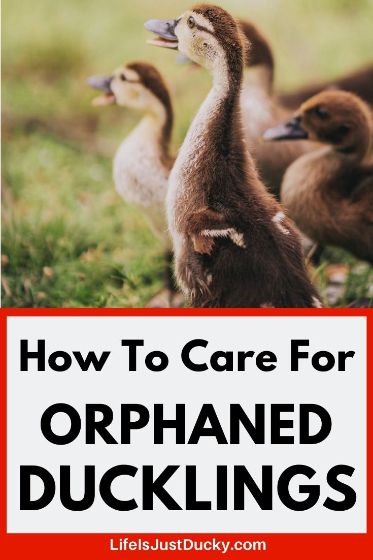 What To Do If You Found A Baby Duck. - Life Is Just Ducky