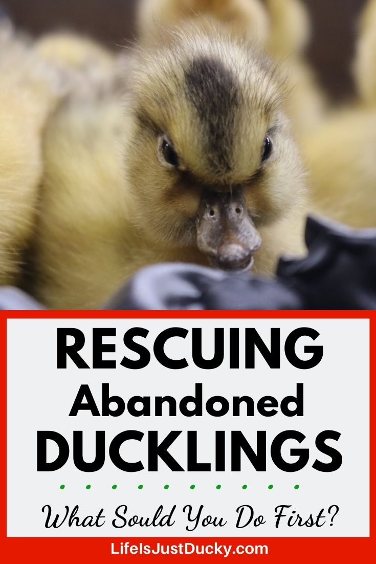 What To Do If You Found A Baby Duck. - Life Is Just Ducky