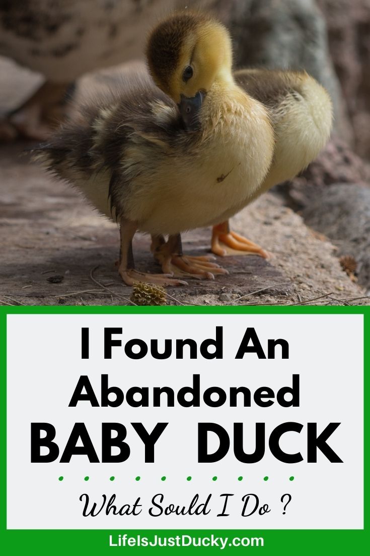 You Found A Baby Duck.