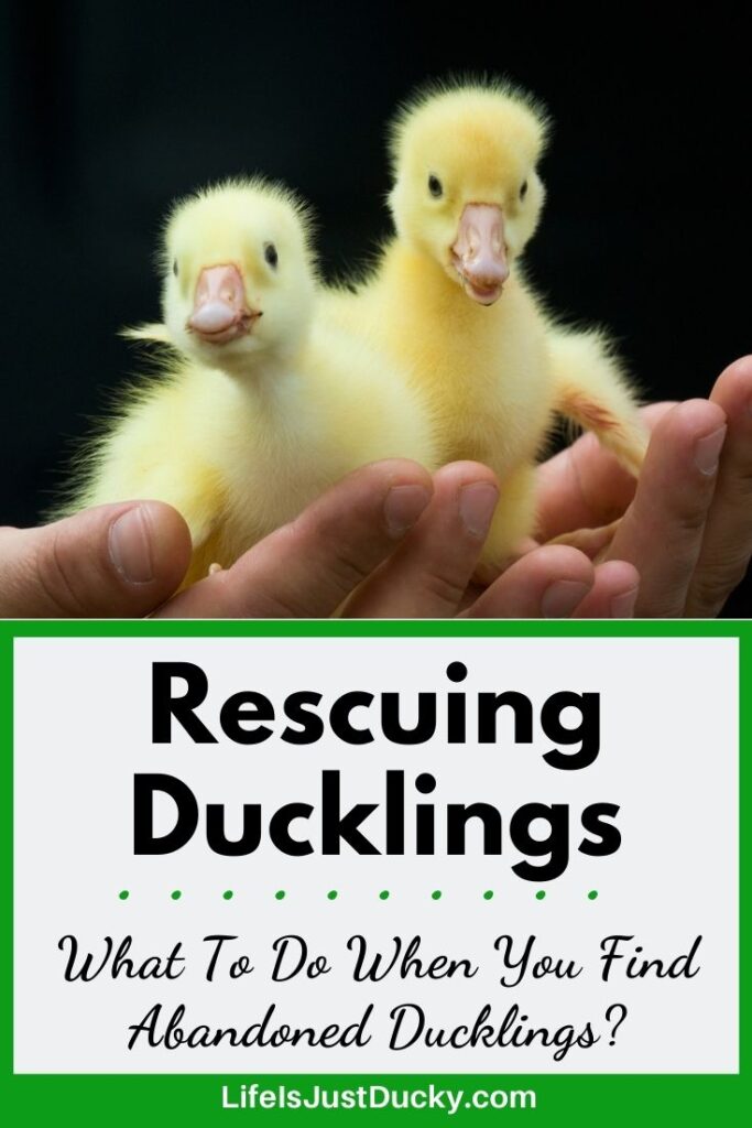 ducklings