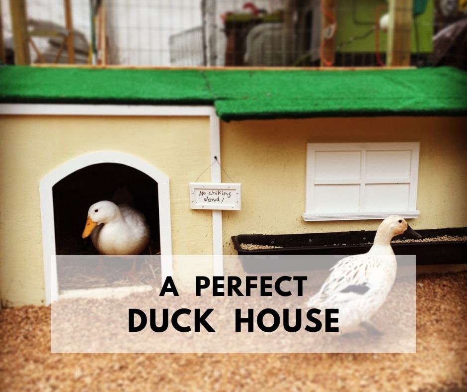 A perfect duck house.