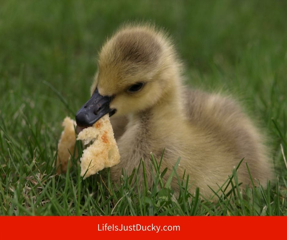 Duckling Eating Duck Food.