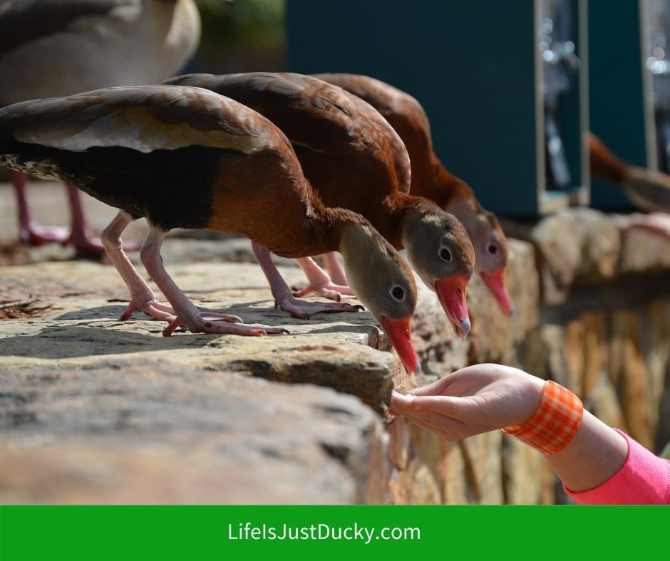 Ducks eating duck food.