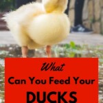 What To Feed Ducks.