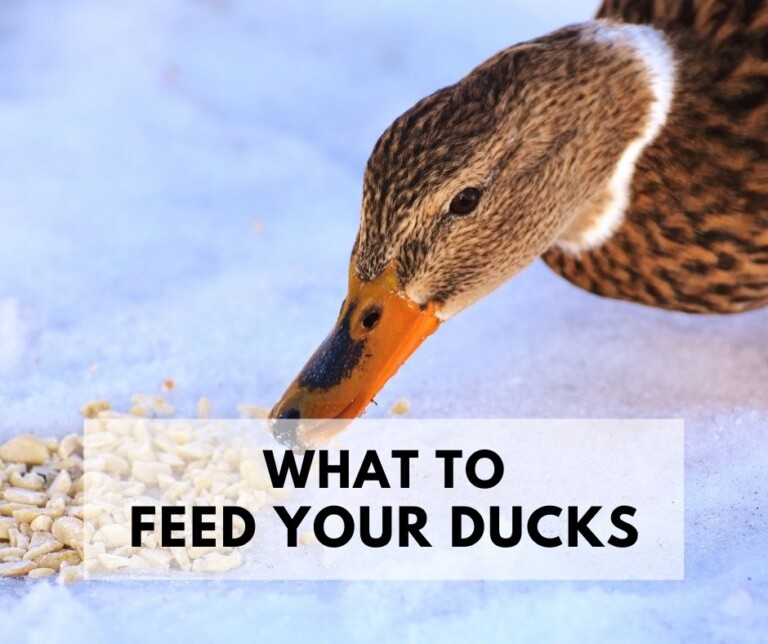 What To Feed Ducks In Your Backyard?