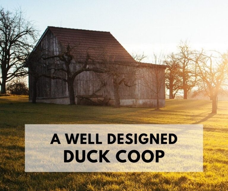 A Well Designed Duck Coop.