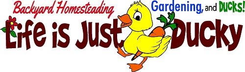 Life Is Just Ducky