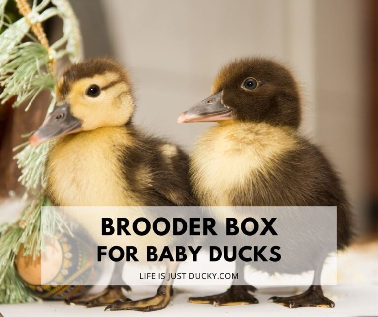 Ducklings who need a brooder.