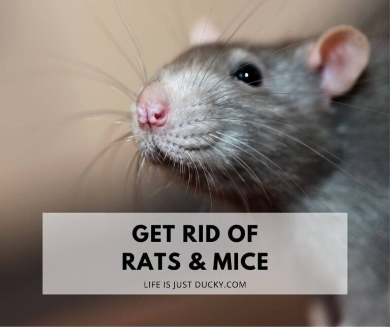 Get Rid Of Mice And Rats From Your Coop, Naturally.