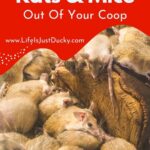 Get Rid Of Rats Get Rid Of Mice In Your Coop