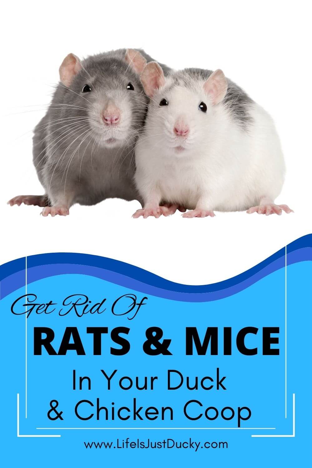 https://www.lifeisjustducky.com/wp-content/uploads/2022/04/rats-and-mice5.jpg