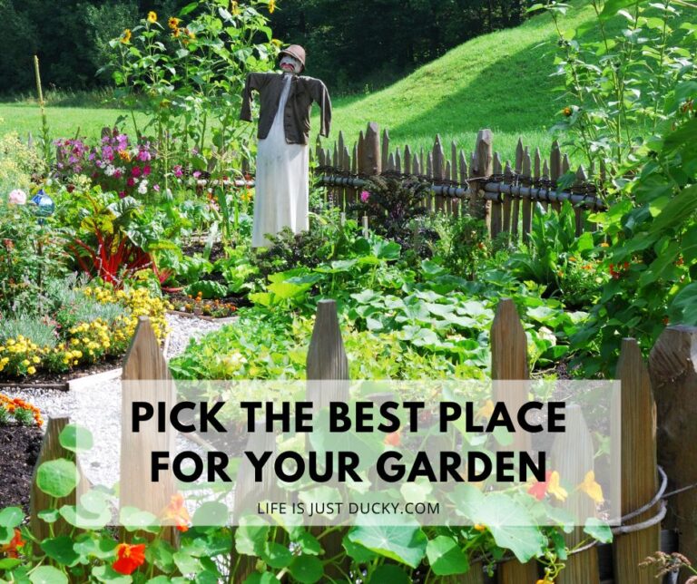 Vegetable Garden - Best Place For A Garden.