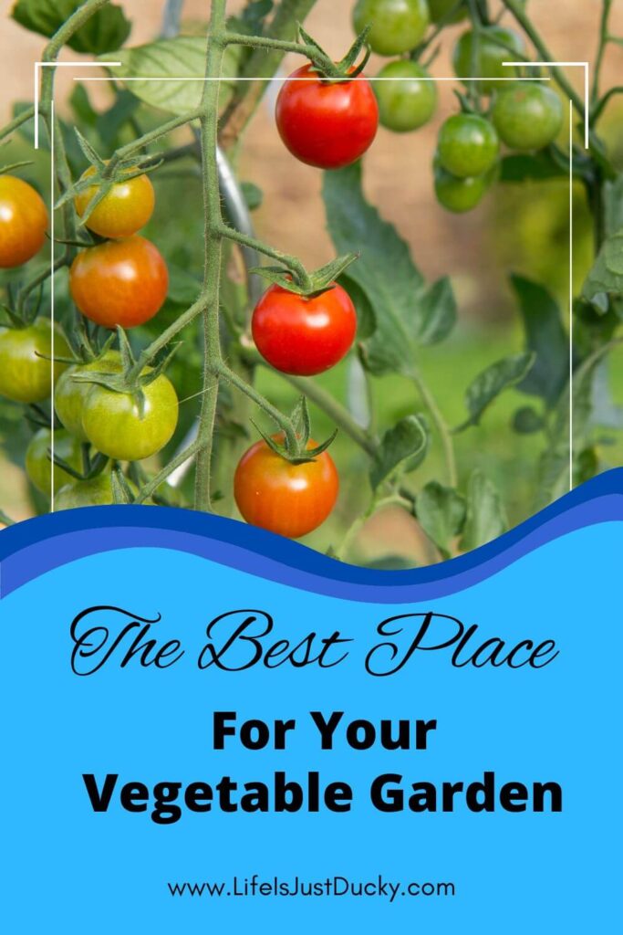 Cherry tomatoes growing.