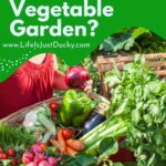 Basket Of Veggies.