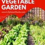 Vegetable Garden Rows.