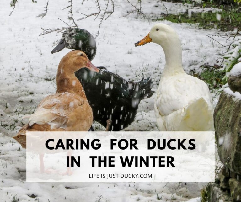 Ducks In The Snow.