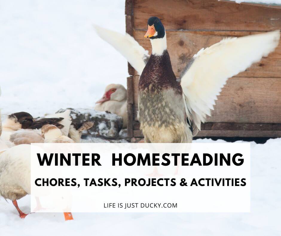 Winter Homesteading Chores, Tasks, Projects, And Activities, For Success.