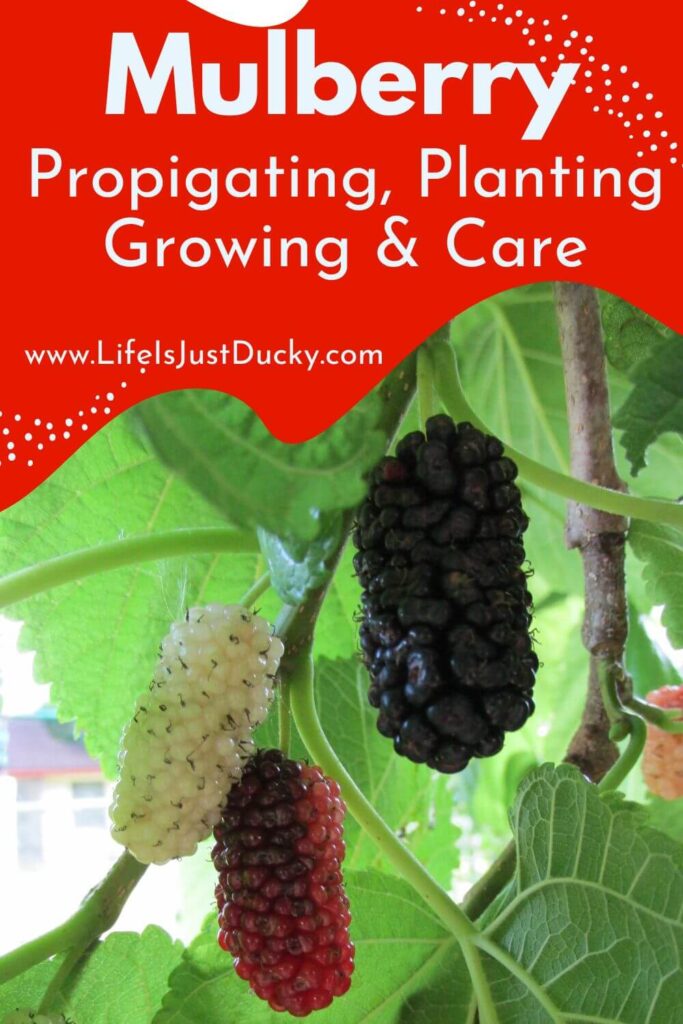 Mulberry Tree & Fruit
