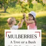 Children harvesting mulberries.
