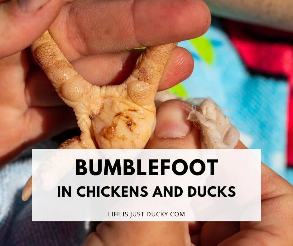 How To Prevent And Treat Bumblefoot In Ducks and Chickens?