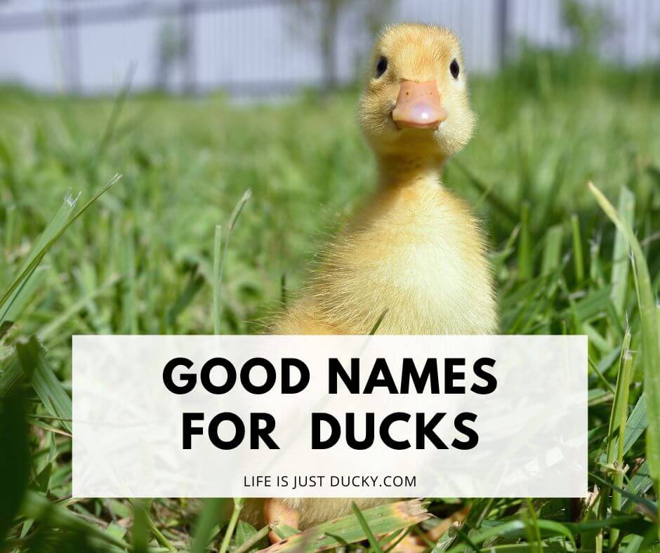 300 Good Duck Names For Your Backyard Flock.