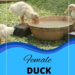 Duckling drinking from tub.