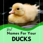 Adorable Yellow Duck. Good Duck Names.