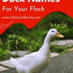 White Duck.