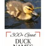 Duckling swimming, looking for a good duck name.
