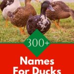 Ducks!