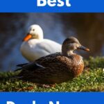 2 ducks. Good names for ducks.