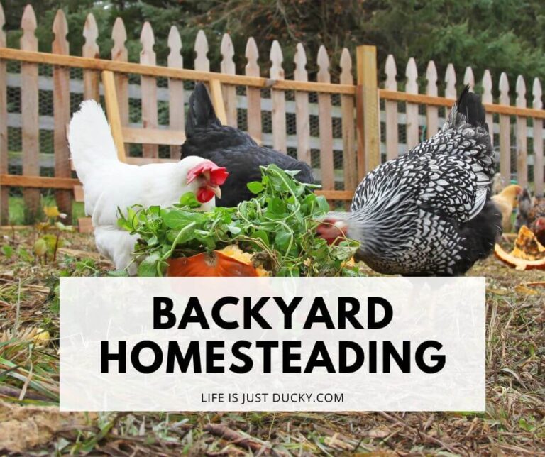 Chickens In The Garden