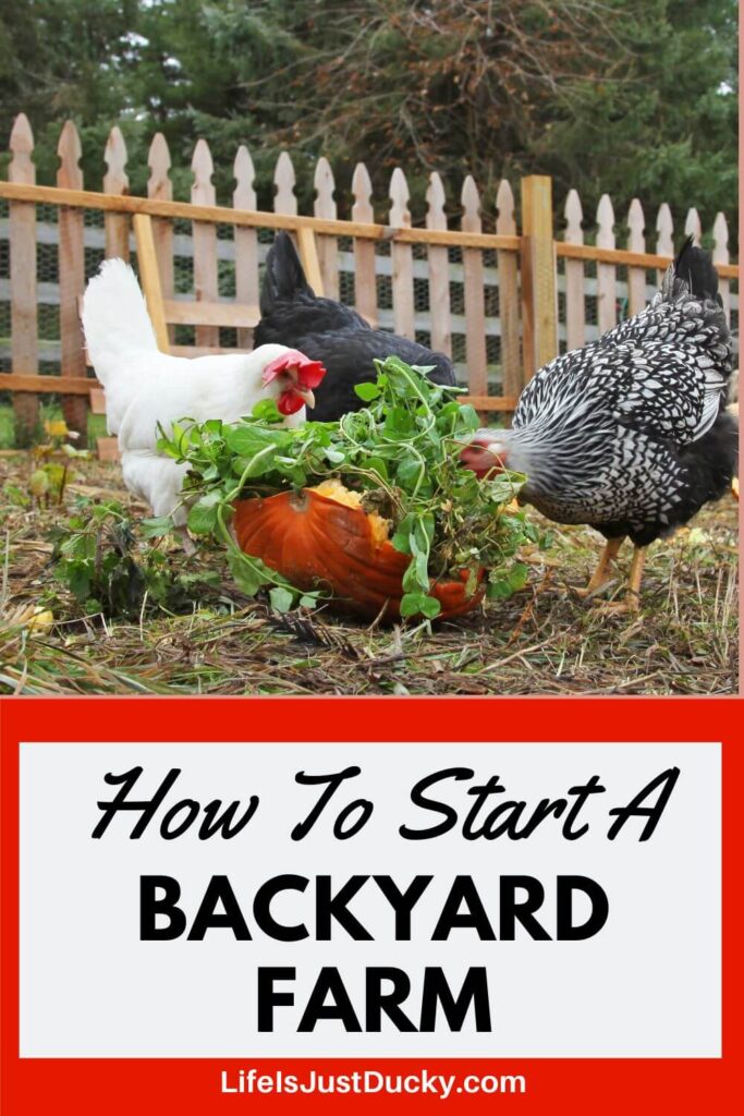 Chickens eating.