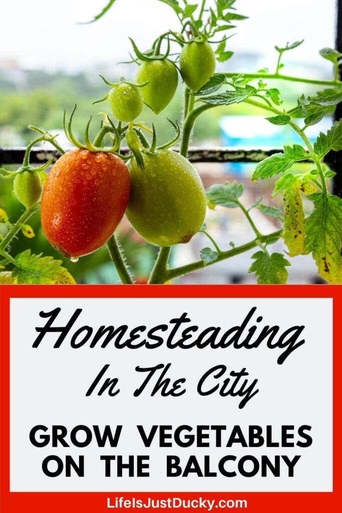 Tomatoes growing on a balcony.