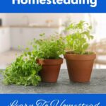 Raising herbs in pots.