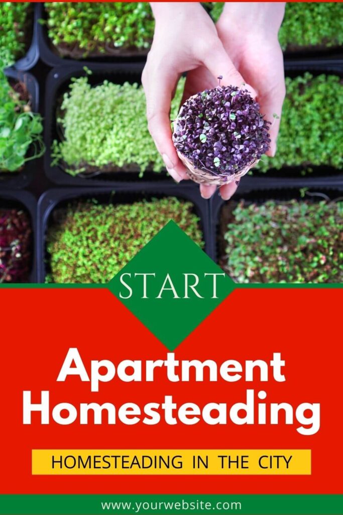 Growing microgreens. Apartment homesteading.
