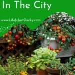 Container Gardening.