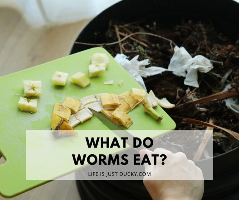 Feeding worms in a worm bin.