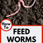 I’m not putting my food and garden waste into the landfill and I’m saving money on fertilizer. Raising worms is a win-win in my book and it is so easy even a child can do it.