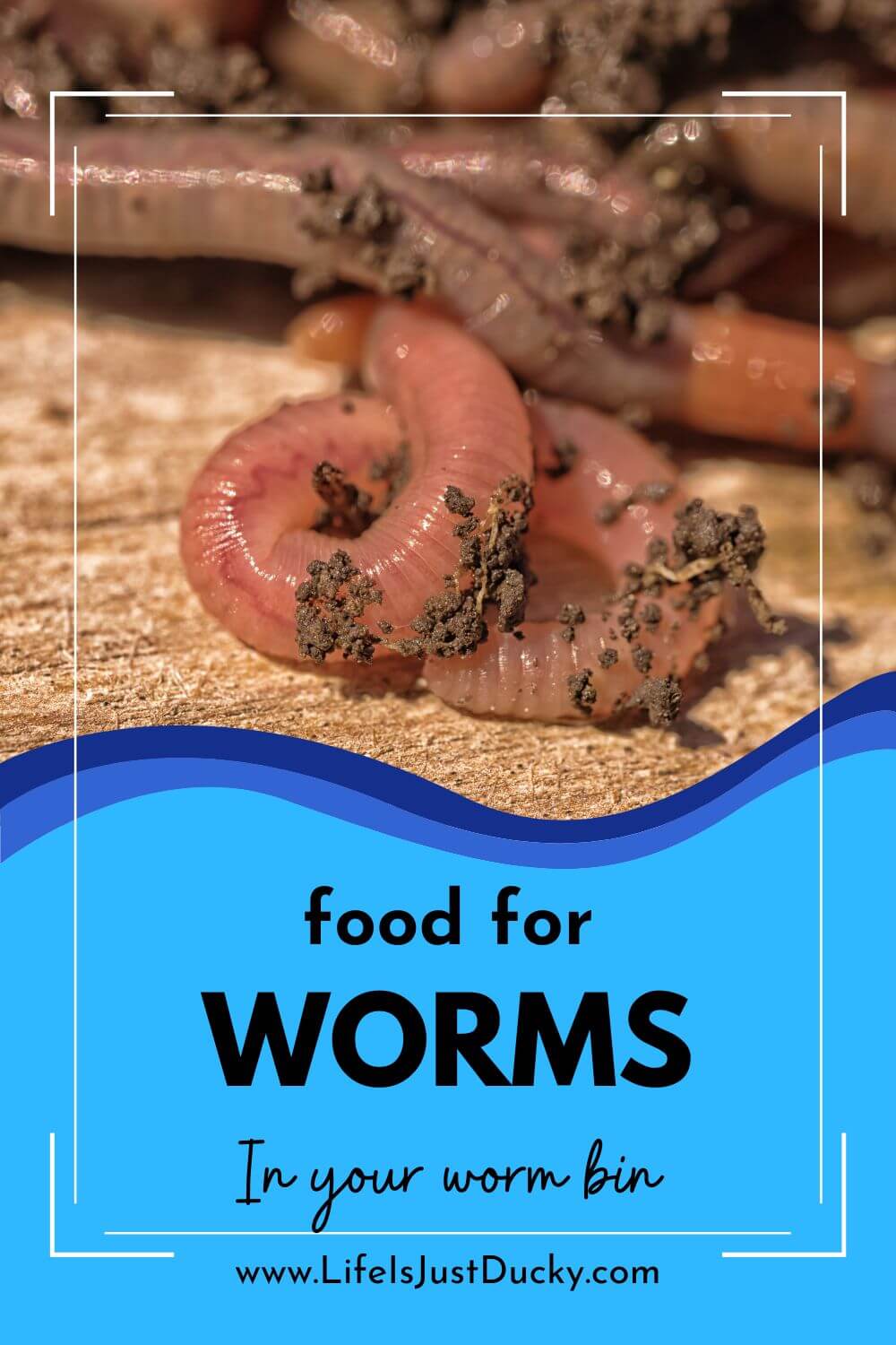 What Do Worms Eat? Make Compost Out Of Garbage. Biology Diagrams