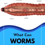 worm body parts.