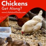 Ducks and chickens in the run.