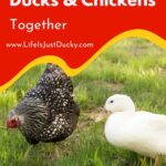 A Duck And A Chicken In The Yard.