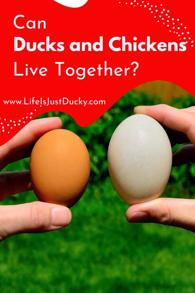 Chicken and duck eggs.