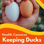 A duck and a chicken egg in a hand.
